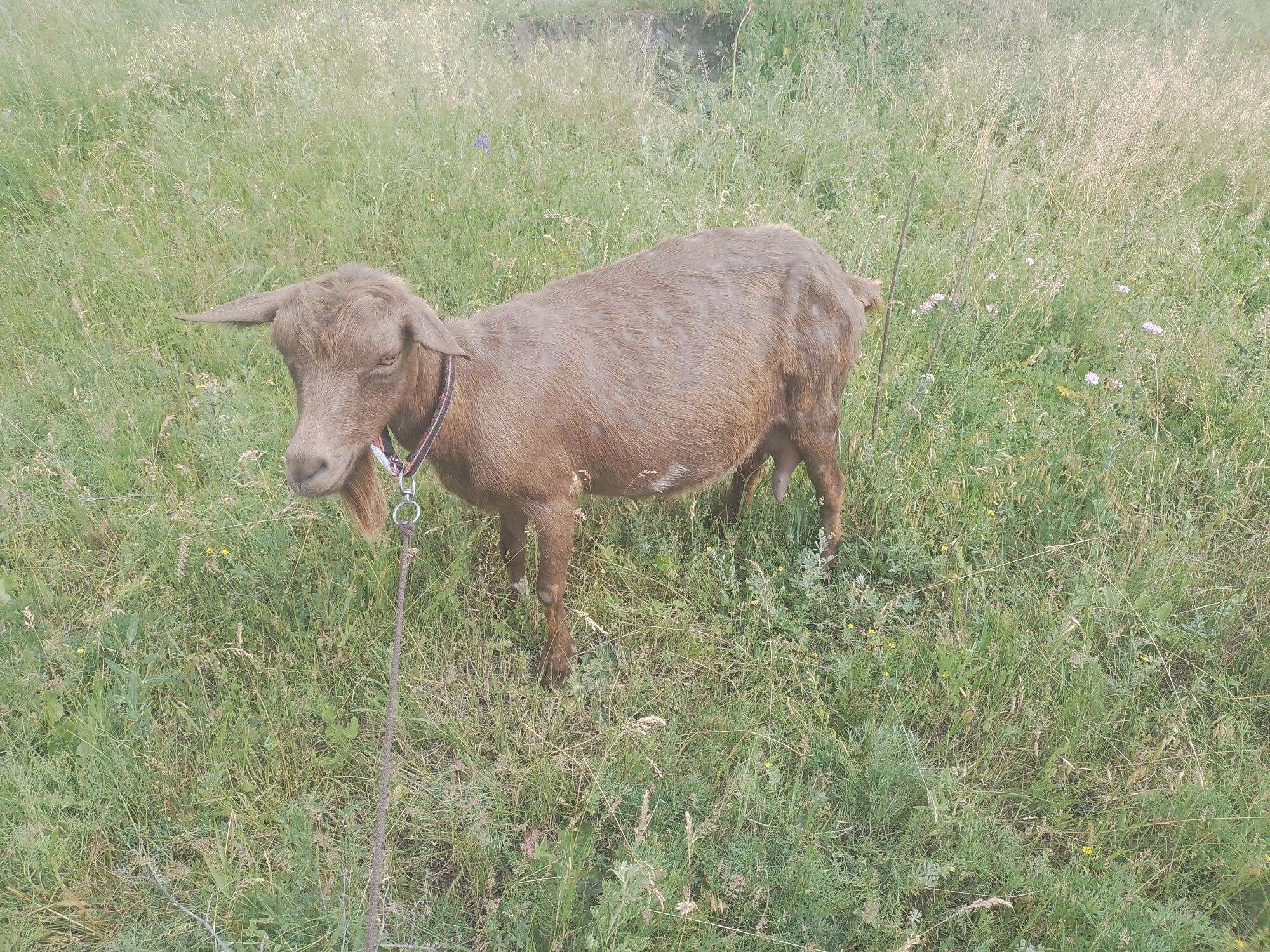 Продам две дойные козы