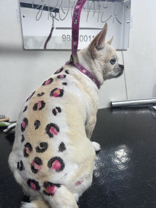 Грумінг, грумер, стрижка собак! Лівий берег( Калинова)