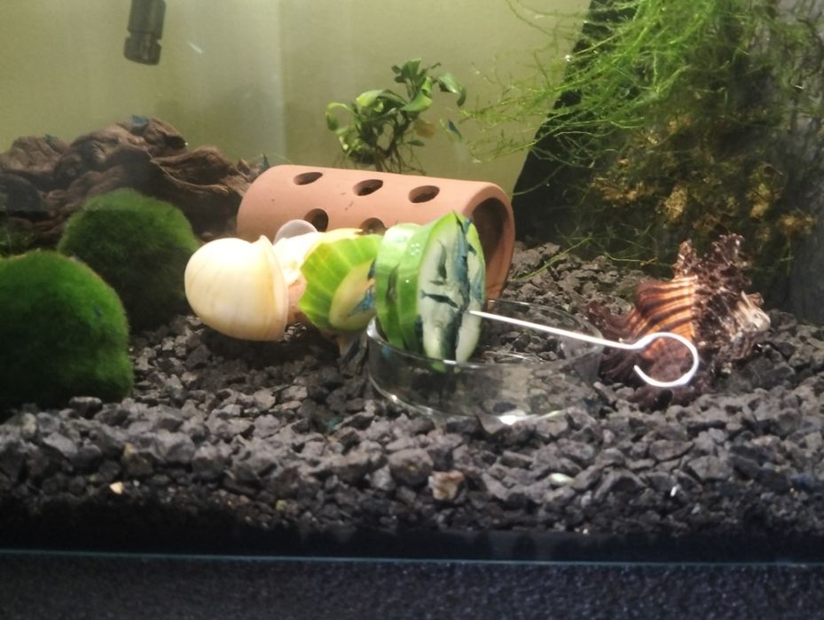 Krewetki neocaridina + jedzenie gratis