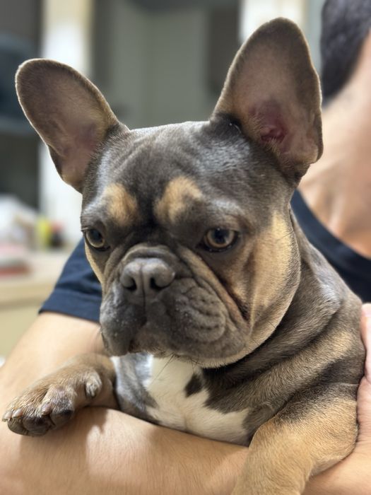 Blue tan щенки французского бульдога/залишись неймовірно гарні дівчатк