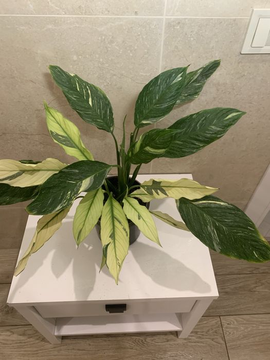 Спатіфілум Діамант, Тетрастігма, філодендрон Дарк