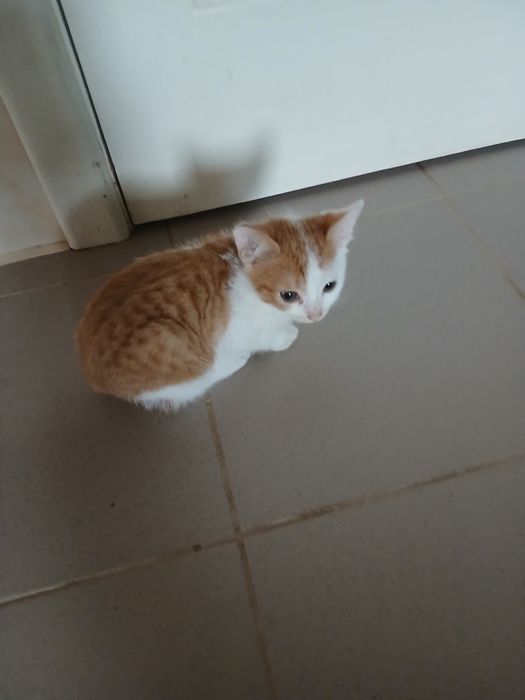 Котики в добрі руки