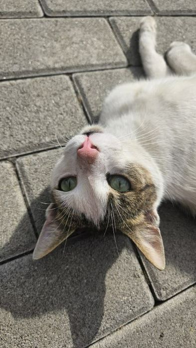 Młody kocurek szuka domku.