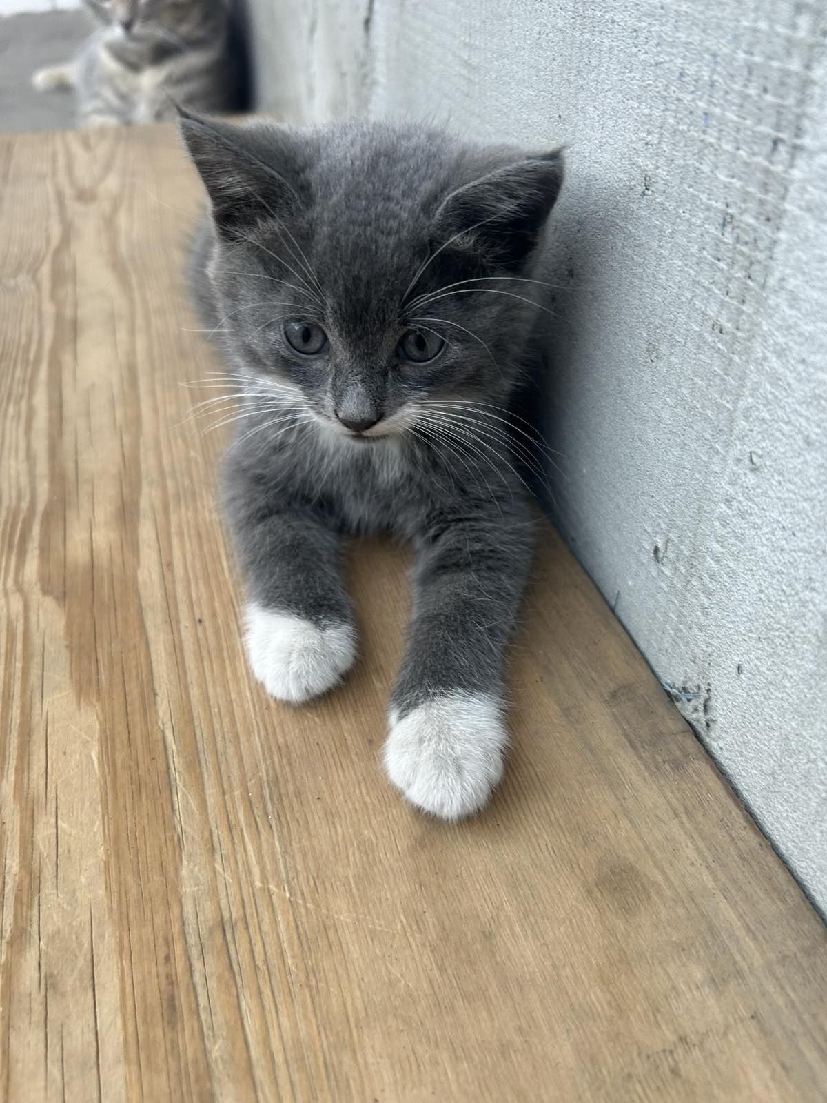 Котятки в любящие ручки