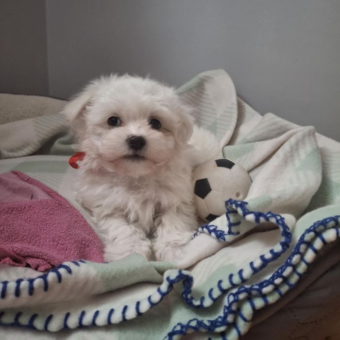 Maltańczyk, szczeniak, piesek, suczka