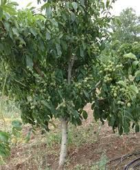 Кочерженко. Буковинська бомба. Саджанці горіха. Саджанці Ідеал