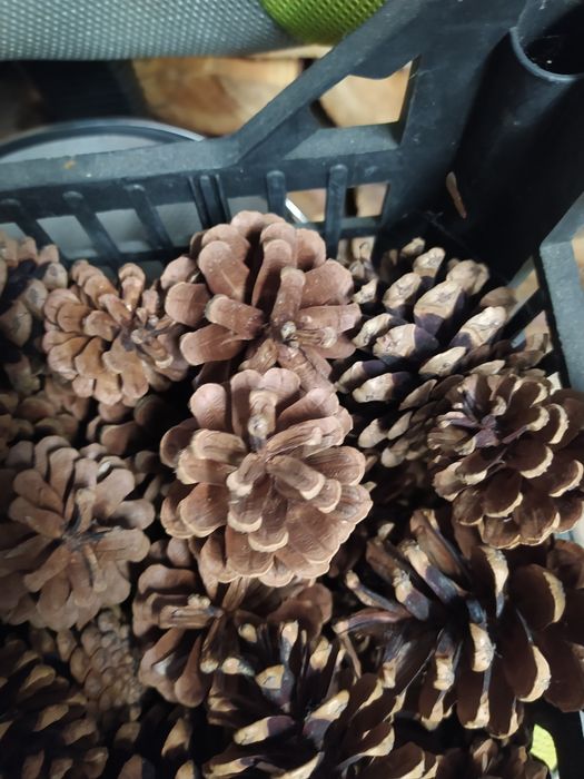 Szyszki sosnowe duże