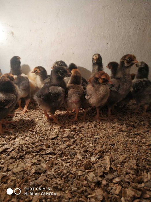 Кури, курчата віандота різних окрасів