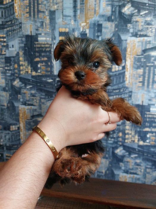 Йорки малюки  1 дівчинка і 4 хлопчики.