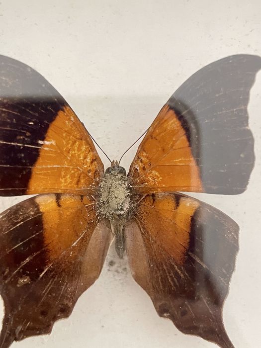 Motyl Nymphalidae z Ameryki Poludniowej w ramce w gablotce