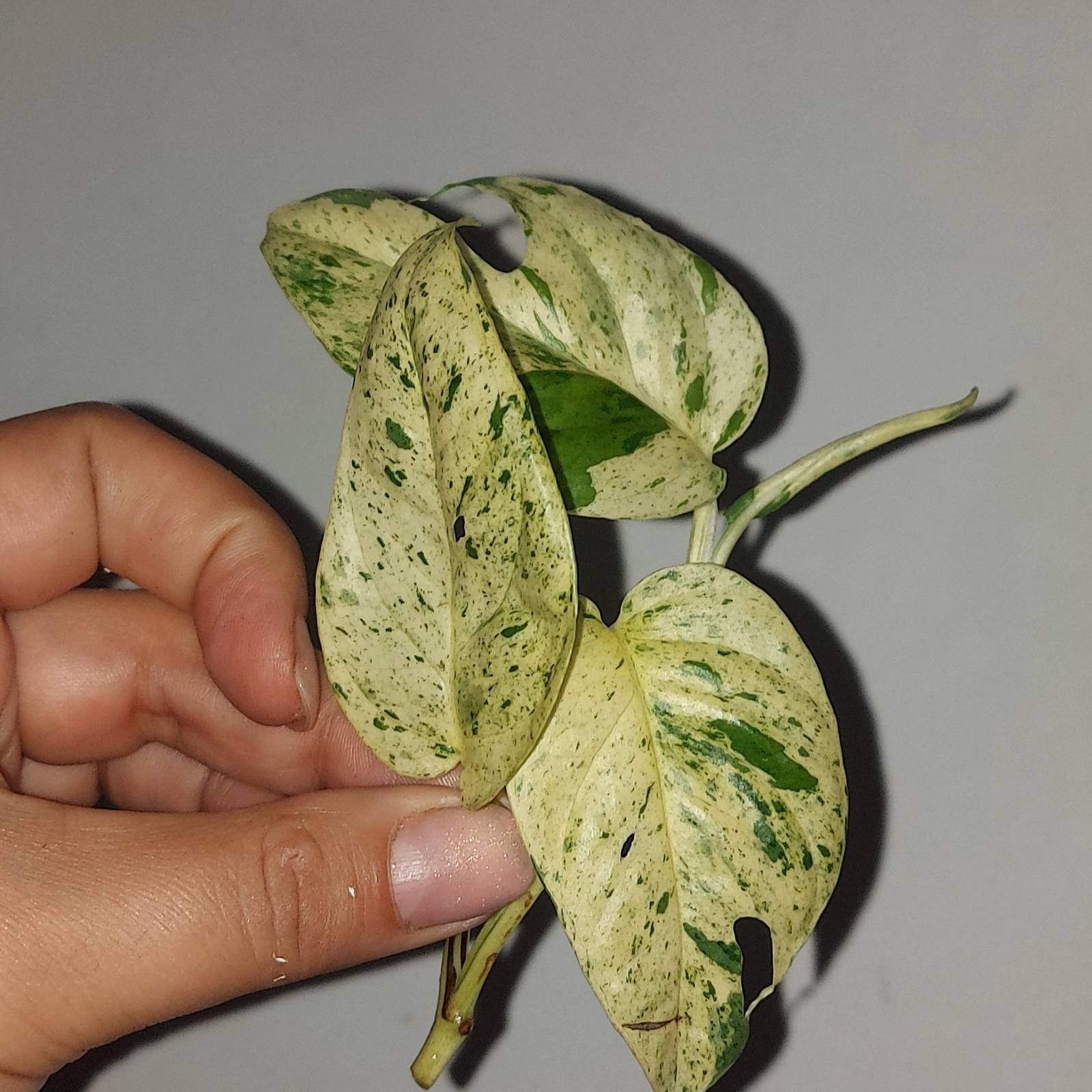 epipremnum pinnatum marble variegata