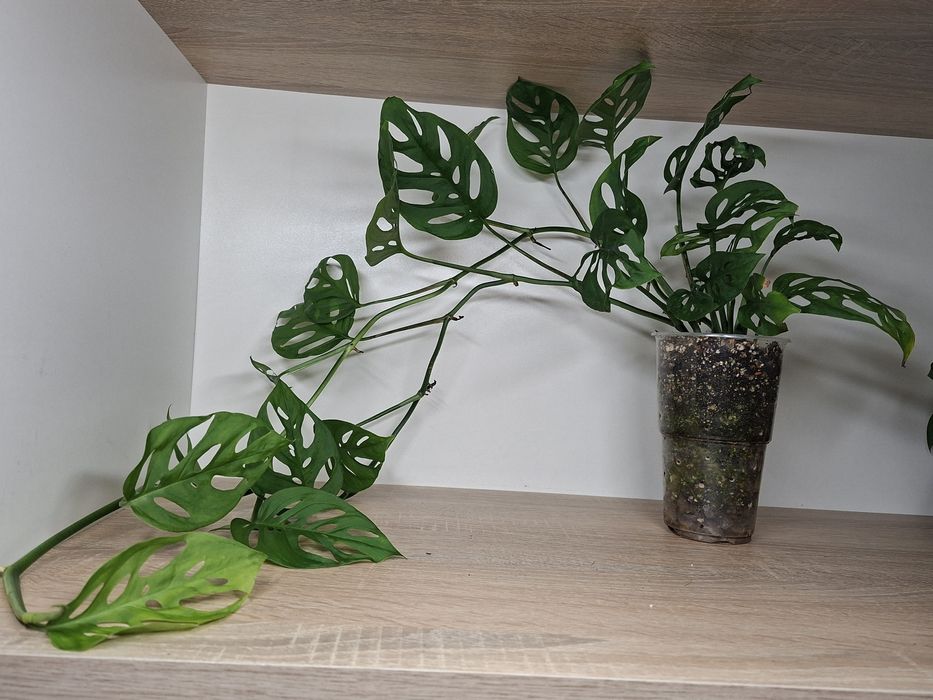 Monstera Laniata