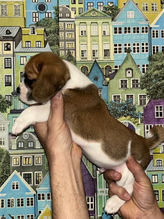 Продам милих малюків породи Пагль