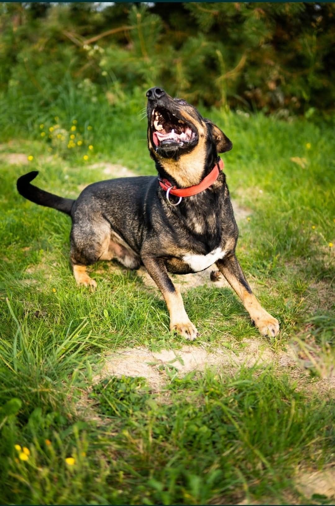 Nero szuka domu.
