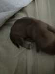 Cachorro para dar