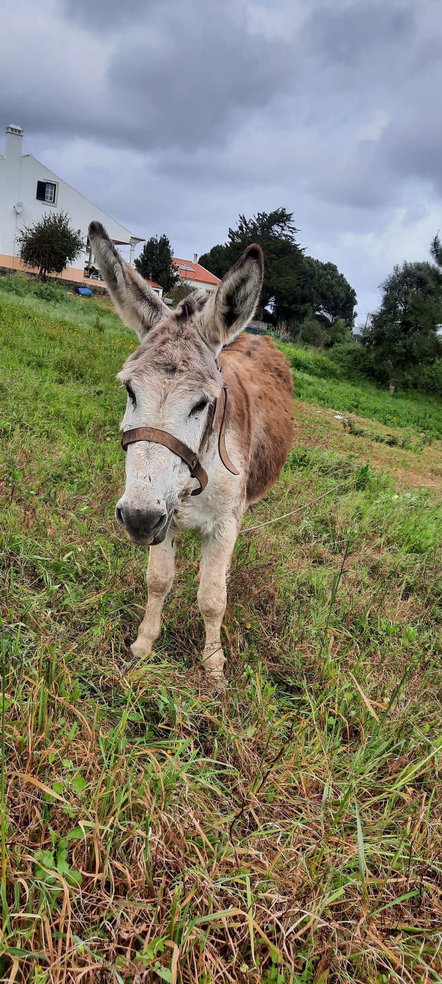 Burro engatado   .