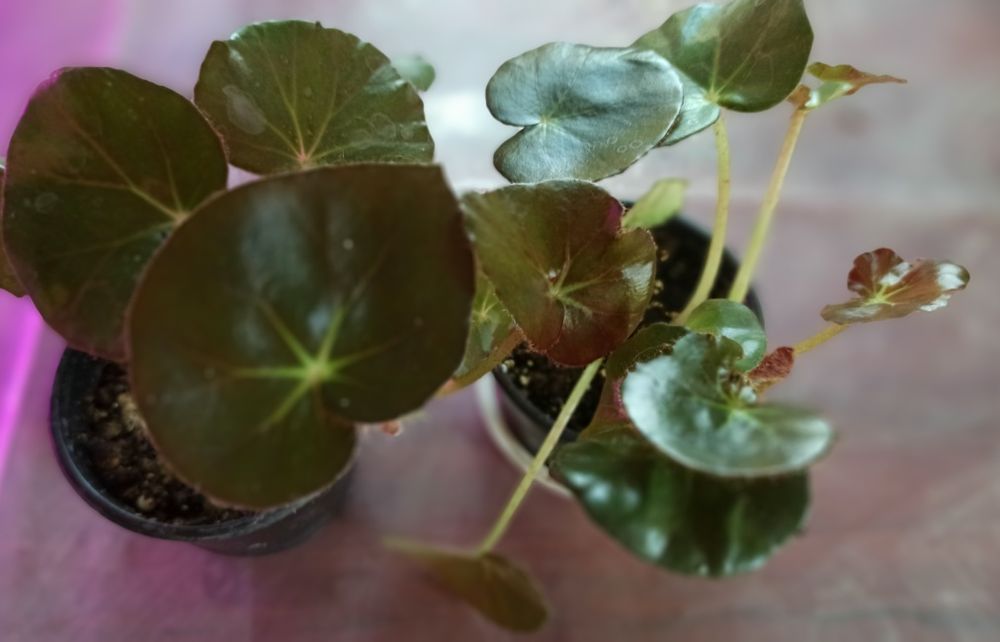 Бегонія червонолиста /Бегонія Фіста ( fiastii) та кейн Макулата