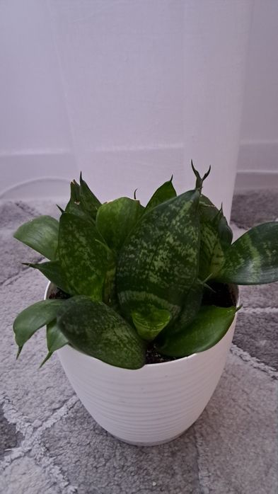 Sanseveria 6 sadzonek