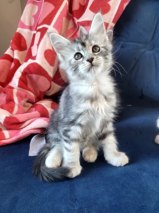 Kotka ESTERKA srebrna szylkretka Maine Coon