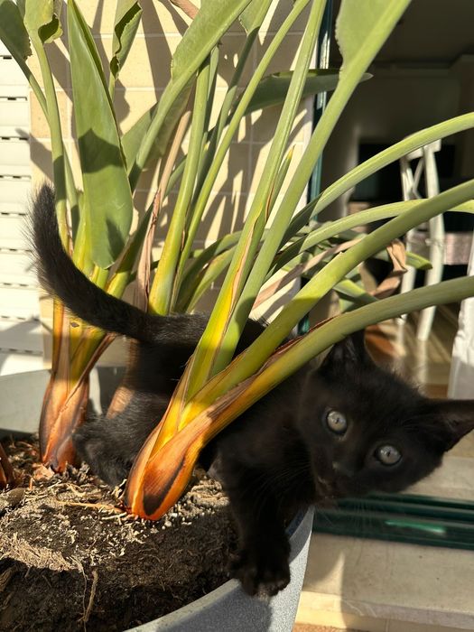 Gato bebé para adoção responsável