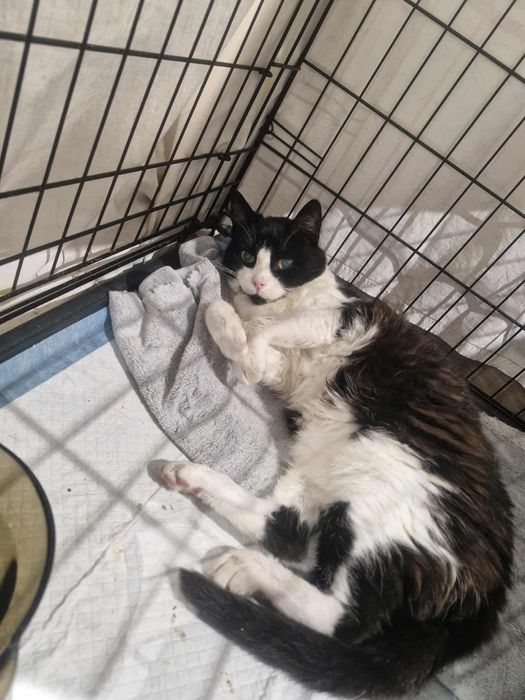 Dżoana w poszukiwaniu domu tymczasowego