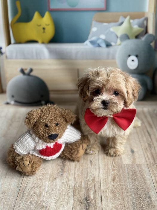 Кукольный мальчик мальтипу F1