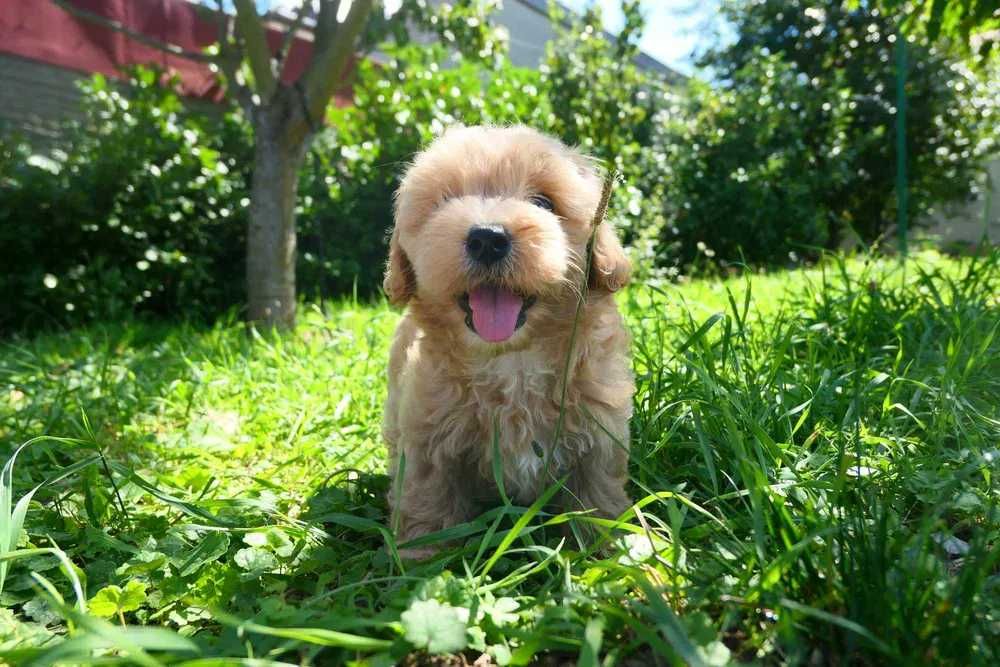 Maltipoo disponível