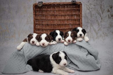 Border Collie Szczeniak-badania