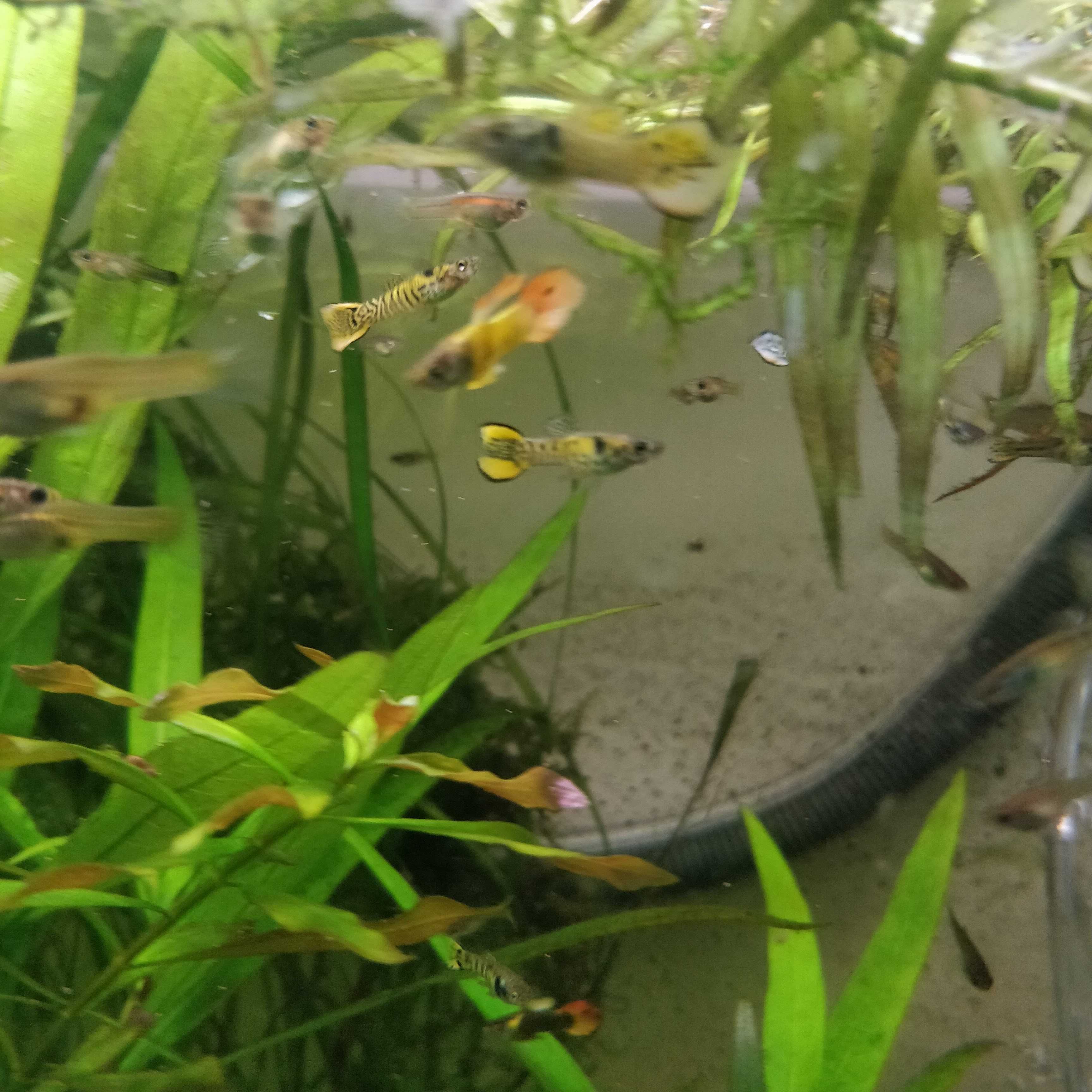 Gupiki narybek z własnej hodowli 3 cm