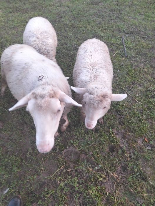 Borregos criados em pasto