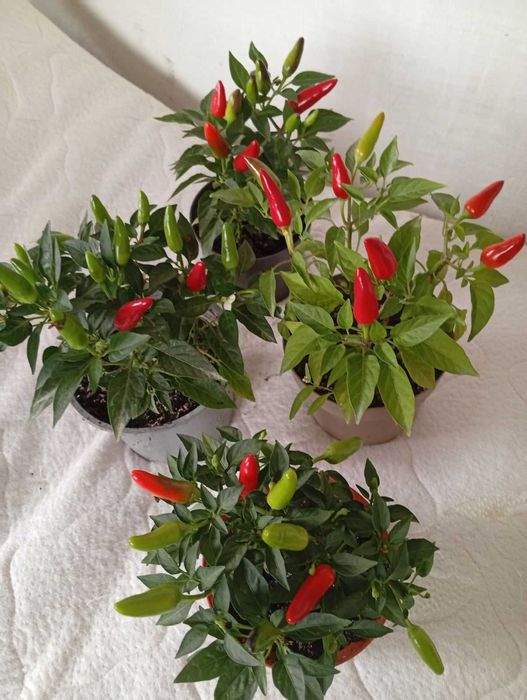 Перець декоративний