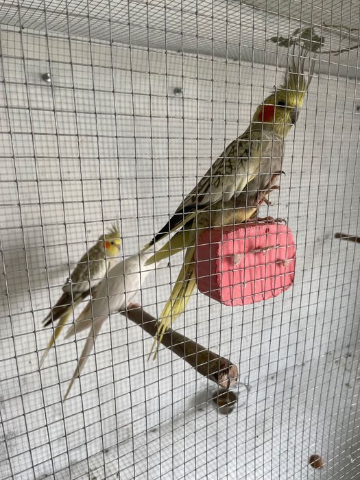 Caturras canela, arlequim e albina