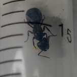 Camponotus ligniperda - największa mrówka w Europie