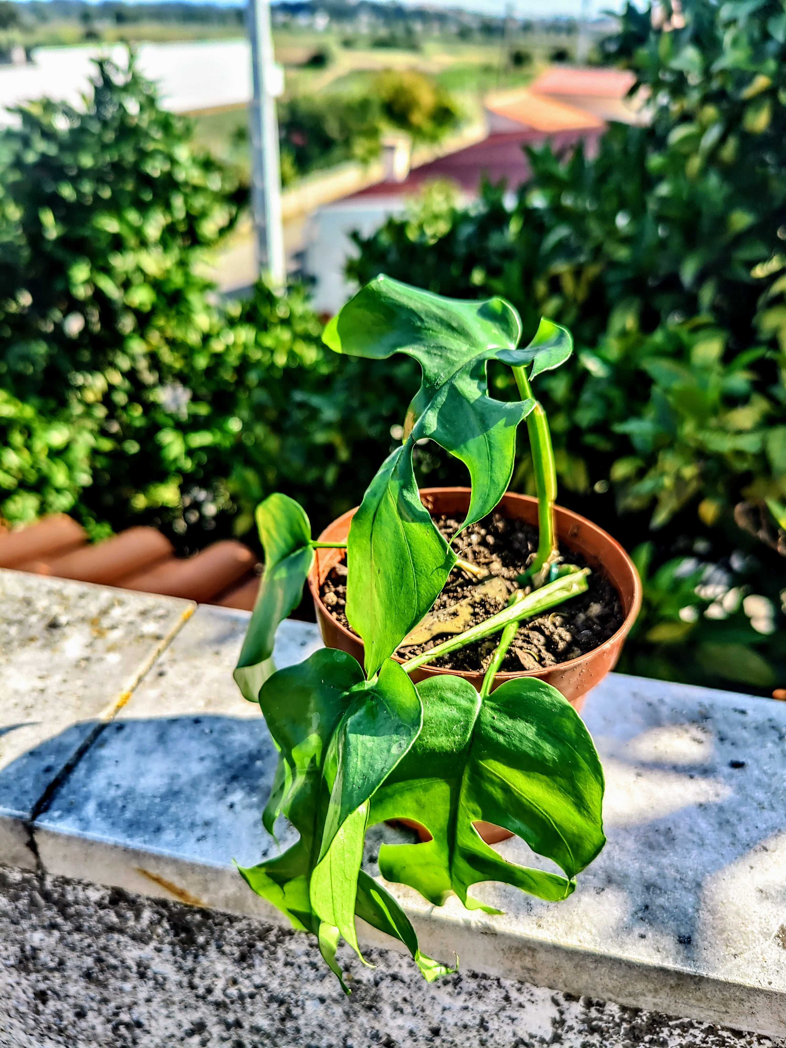 Planta Rhaphidophora tetrasperma / Monstera Mínima