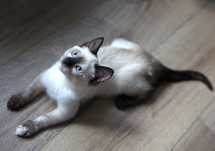 Queen i Shelby- adopcja w dwupaku