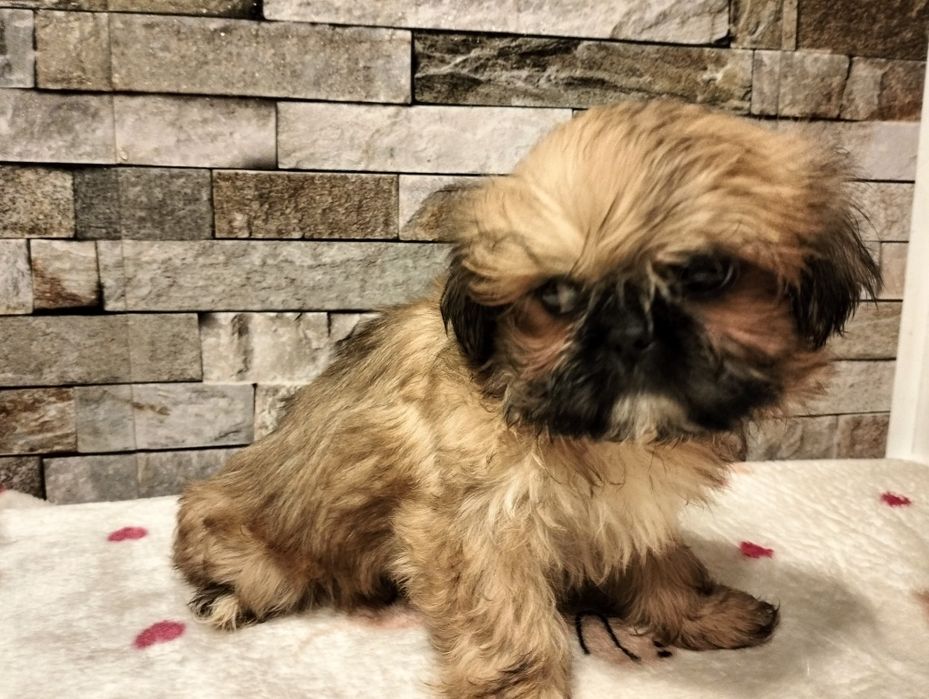 Przepiękna suczka shih-tzu beżowa z rodowodem
