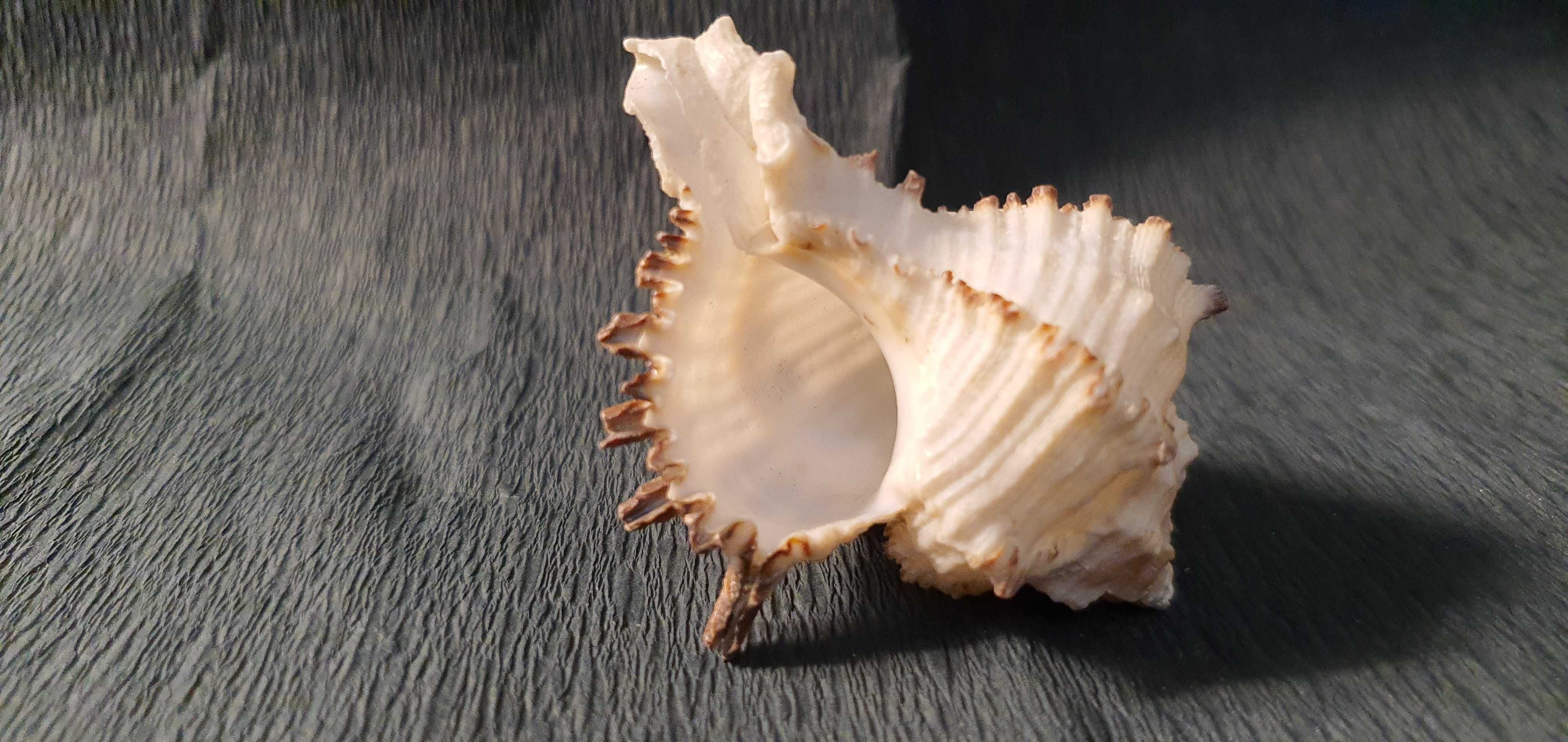 Muszla ślimaka morskiego, 60 x 50 x 35 mm #05