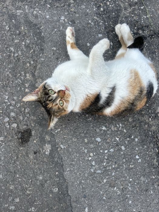 Młoda kotka szuka domu