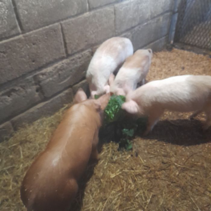 Поросята, продам домашних поросят, 2 месяца