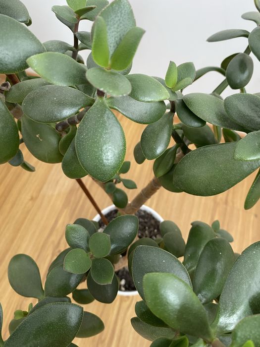 Грошове дерево 70 см