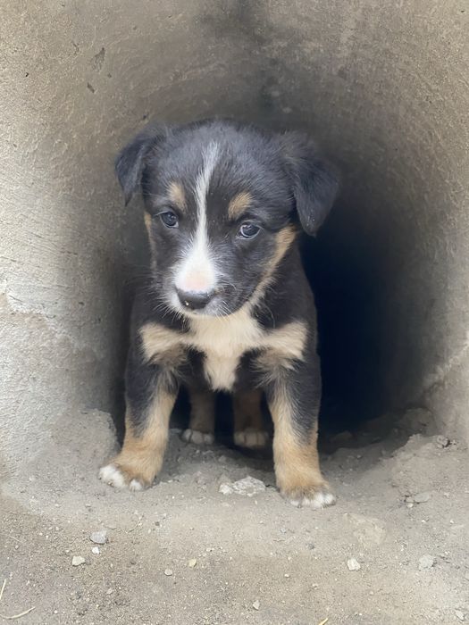 Песик, собачка в добрі руки