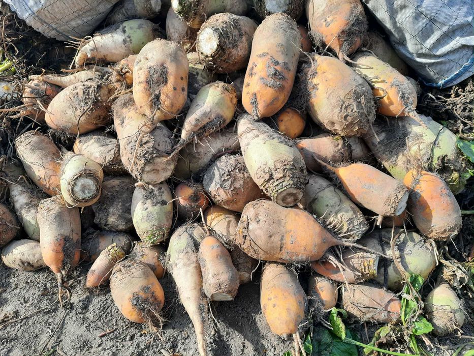 Sprzedam buraki pastewne, 60gr/kg