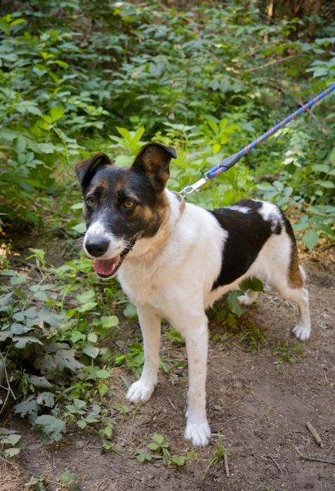 Piękny piesek w łatki szuka domu