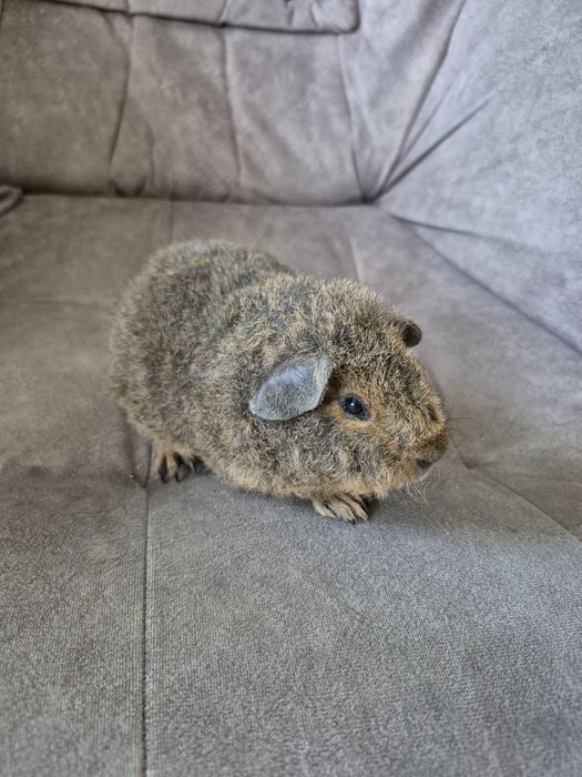 Świnki morskie US Teddy