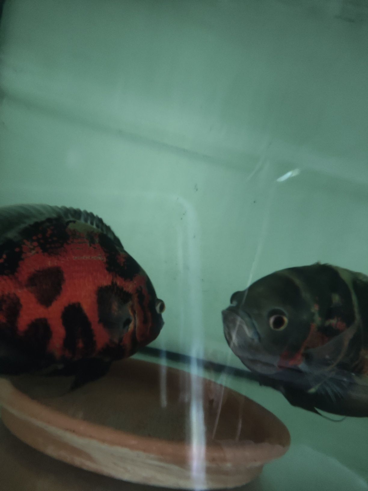 Pielęgnica pawiooka Red Oscar Astronotus ocellatus