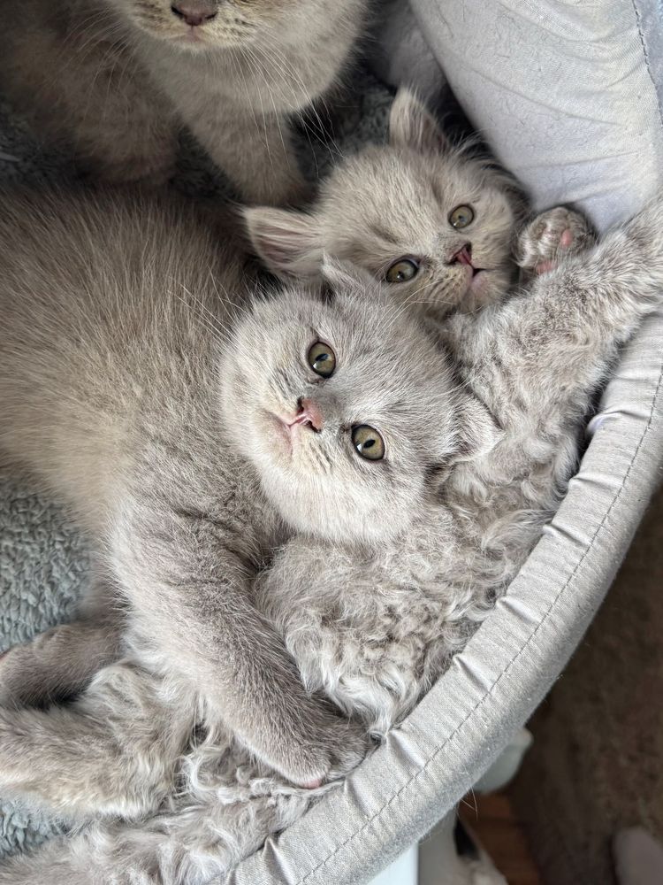 Британські шотландські кошенята
