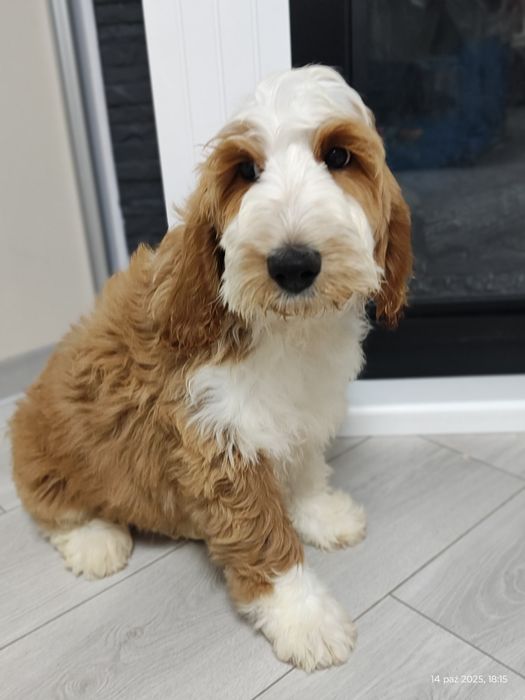Cockapoo Gotowe do odbioru