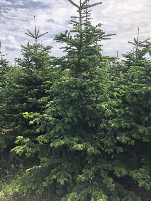 Polskie jodly-choinki -plantacja -GAŁEZIE NORDMN NOBILIS