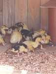 Kaczki Pekin krzyżówka