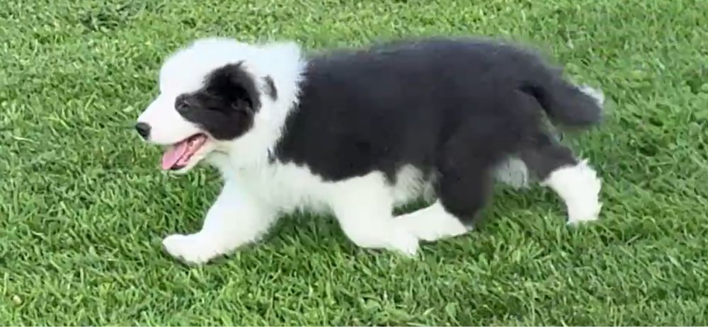 Border Collie piesek FCI